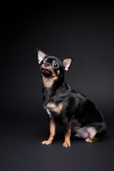  Chihuahua on the black background