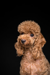  Poodle on the black background