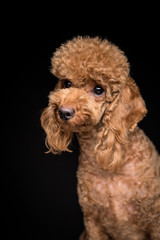  Poodle on the black background