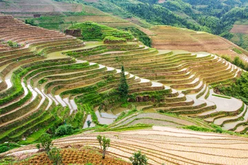 Foto op Canvas Terraced rice field in Longji, Guilin area, China © creativefamily