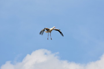 Storch im Landeanflug