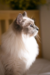 Siamese cat on the bed