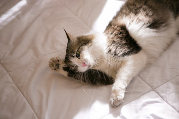 ragdoll on the bed