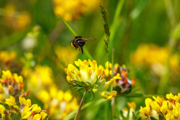 Bumblebee flying above a kidney vetch flower on a summer meadow