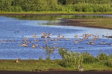 Flock with Greylag Geese in a lake