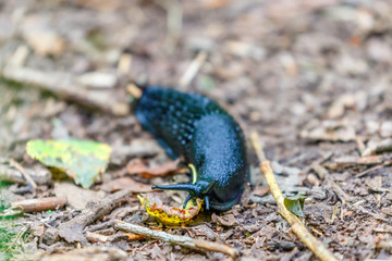 Crawling black slug on the ground in the forest