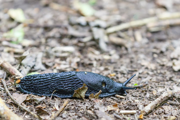 Black slug crawling on the ground