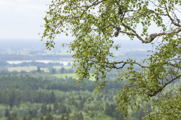 Landscape view with hanging birch branches