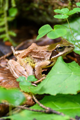 Frosch im Nationalpark