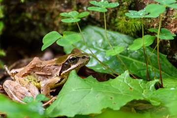 Frosch im Nationalpark