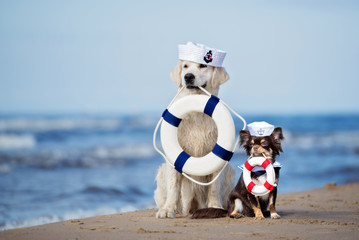 two adorable dogs holding life buoys on the beach