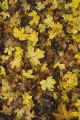 autumnal acer campestre or field maple fallen leaves with tawny and golden colors