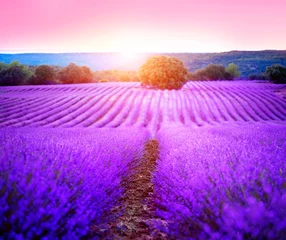 Papier Peint photo Lavable Lavande Champ de lavande en Provence, France. Fleurs de lavande parfumée violette en fleurs