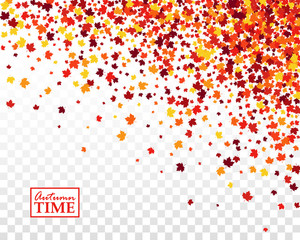 Autumn time background with scattered maple leaves in traditional Fall colors - orange, yellow, red, brown. Vector illustration on checkered transparent background. Isolated