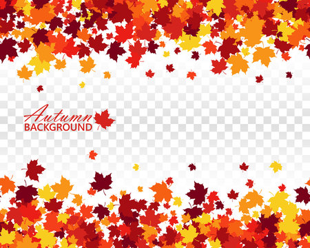 Fall seamless vector background with sprinkle maple leaves in traditional Autumn colors - orange, yellow, red, brown. Isolated