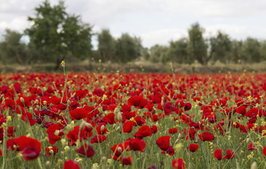 wild poppies field