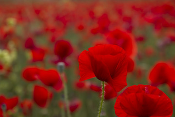 Naklejka premium red poppy close up in a red field
