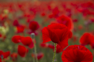 red poppy close up in a red field