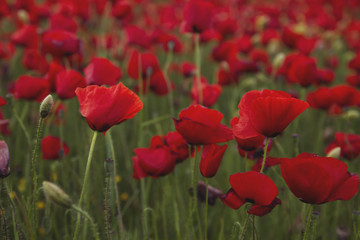Fototapeta na wymiar wild red poppies in a field