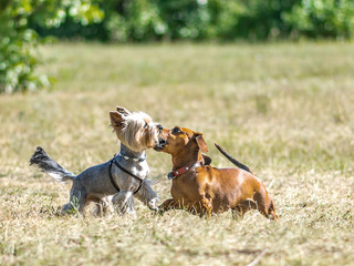 Two dogs playing outdoor on meadow at summer day. Yorkshire Terrier and Dachshund