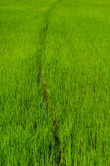 Green rice plant in plantation on farm