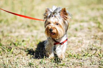 A small Yorkshire Terrier dog on a walk outdoor at sunny summer day