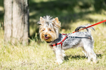A small Yorkshire Terrier dog standing next to park tree at sunny summer day