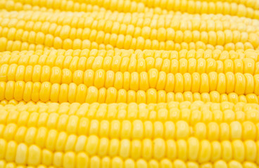 Golden sweet corn background.