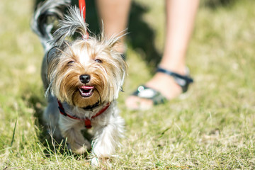 A small Yorkshire Terrier dog walking in a park with a owner girrl at sunny summer day