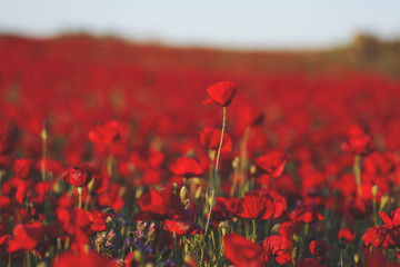 red poppy fields