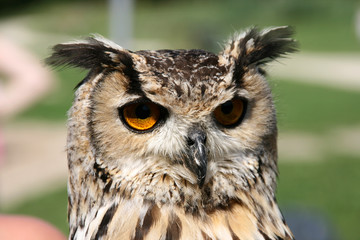 Oehoe (bubo bubo) owl close up.