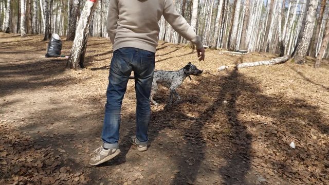 Dalmatian dog playing with man in park autumn. Adorable dalmatian dog outdoors in autumn