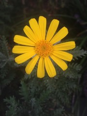 Yellow daisy