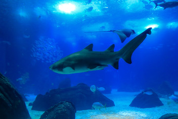 Fototapeta na wymiar Shark swimming in a reef with blue ocean water