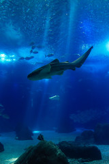 Shark swimming in a reef with blue ocean water