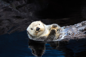 Sea otter floating in the water - 163556945