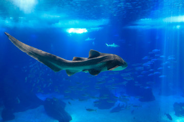 Shark swimming in a reef with blue ocean water