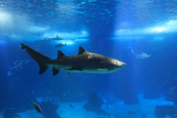 Fototapeta premium Shark swimming in a reef with blue ocean water