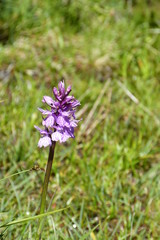 Orchis tacheté