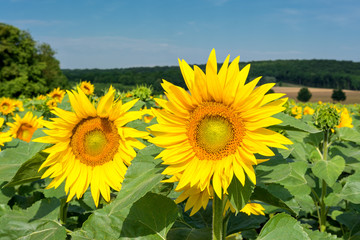 French countryside - Lorraine. A field with beautiful sunflowers in the morning.
