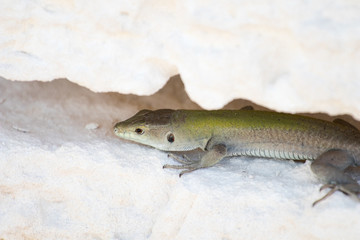 Green lizard among the cracks of a white dry wall. Summer animals in sicily