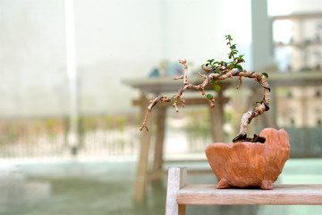 Small bonsai tree in the clay pot. Little cute decorative plant on wooden floor,  Modern house design. Close up.