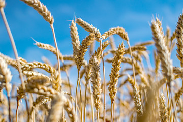 Obraz premium Rye field. Ripe grain spikelets. Cover crop and a forage crop. Blue sky background. Agricultural concept. Gramineae