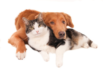 Cat and dog together in a friendly pose, looking at camera. Isolated on white