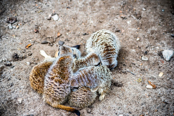 Safari and Adventure Parkl