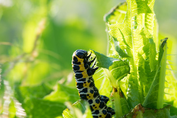 Макрофотография большая гусеница обедает на зеленом растении