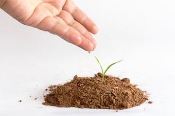 seed and planting concept with Male hand watering young tree over green background