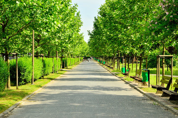 Alejka wśród drzew