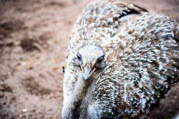 Safari and Adventure Park