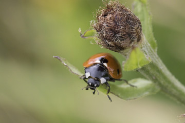 ladybird